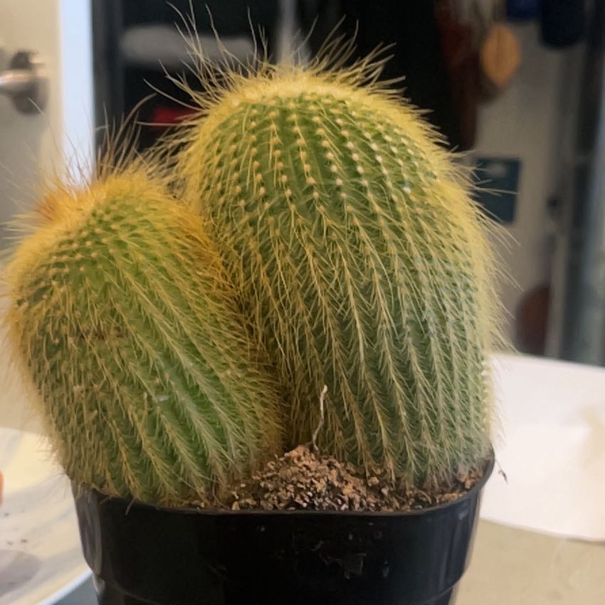 Photo of the plant species Poco by @AbundantMoss72 named Trinity on Greg, the plant care app