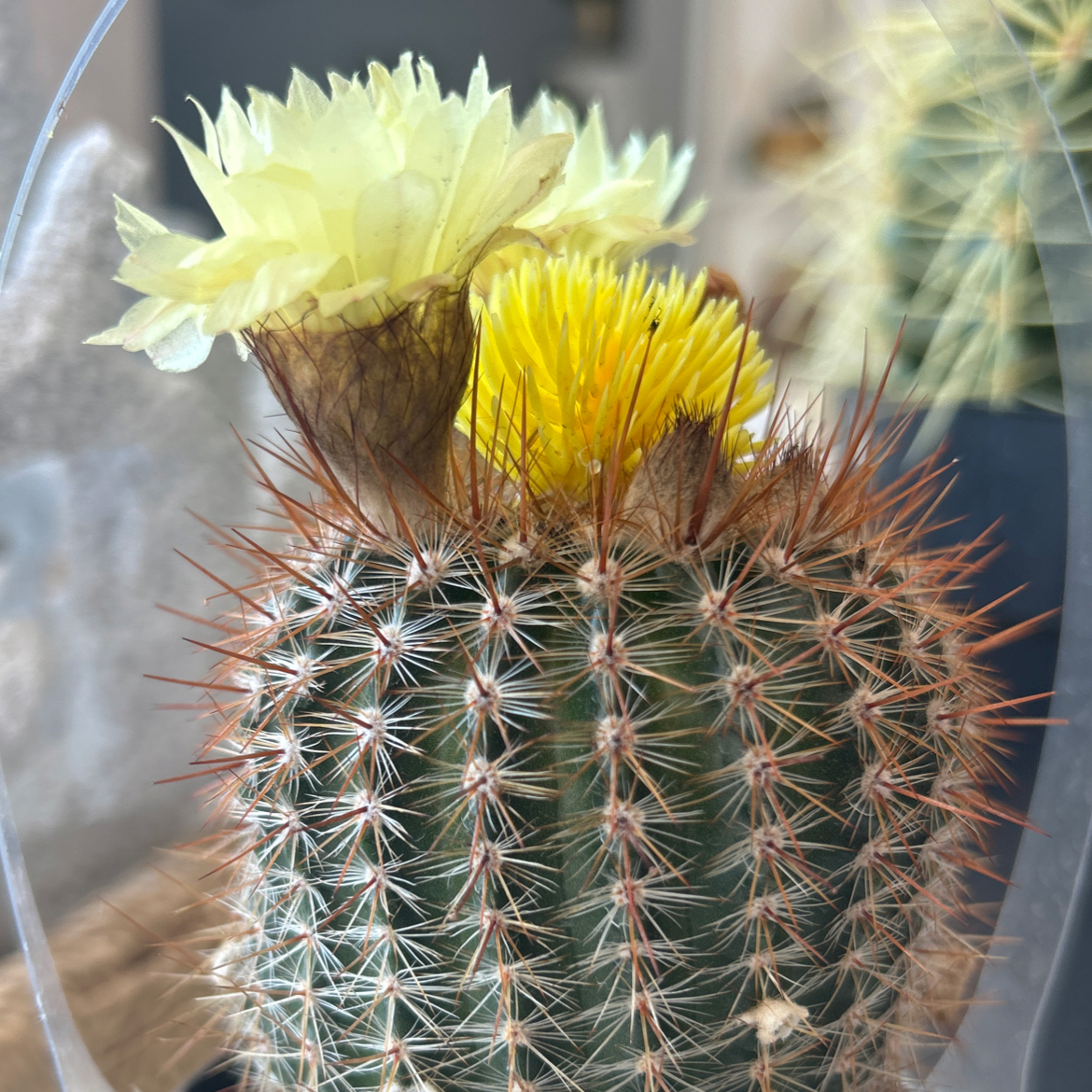 Photo of the plant species Trichocereus grandiflorus Hybrid by @AbundantMoss72 named Hank on Greg, the plant care app