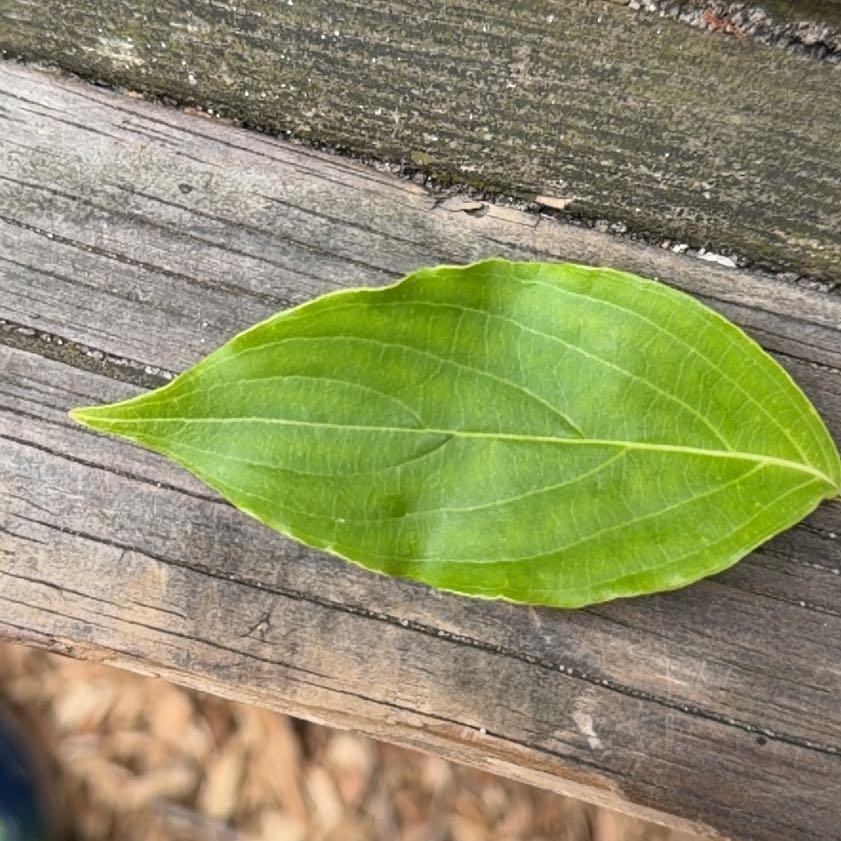 Photo of the plant species Kousa Dogwood by @QuietClusia30 named Kendall on Greg, the plant care app