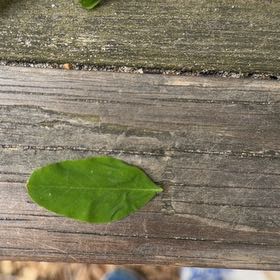 Photo of the plant species Southern Live Oak by @QuietClusia30 named LiloStitch on Greg, the plant care app