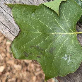 Photo of the plant species Tulip Poplar by @QuietClusia30 named Marilyn on Greg, the plant care app