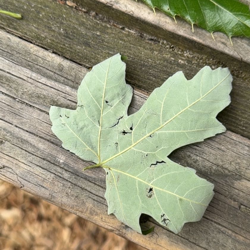 Photo of the plant species Acer Saccharinum by @QuietClusia30 named Luna on Greg, the plant care app