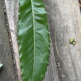 Photo of the plant species Spanish Chestnut by @QuietClusia30 named Lola on Greg, the plant care app