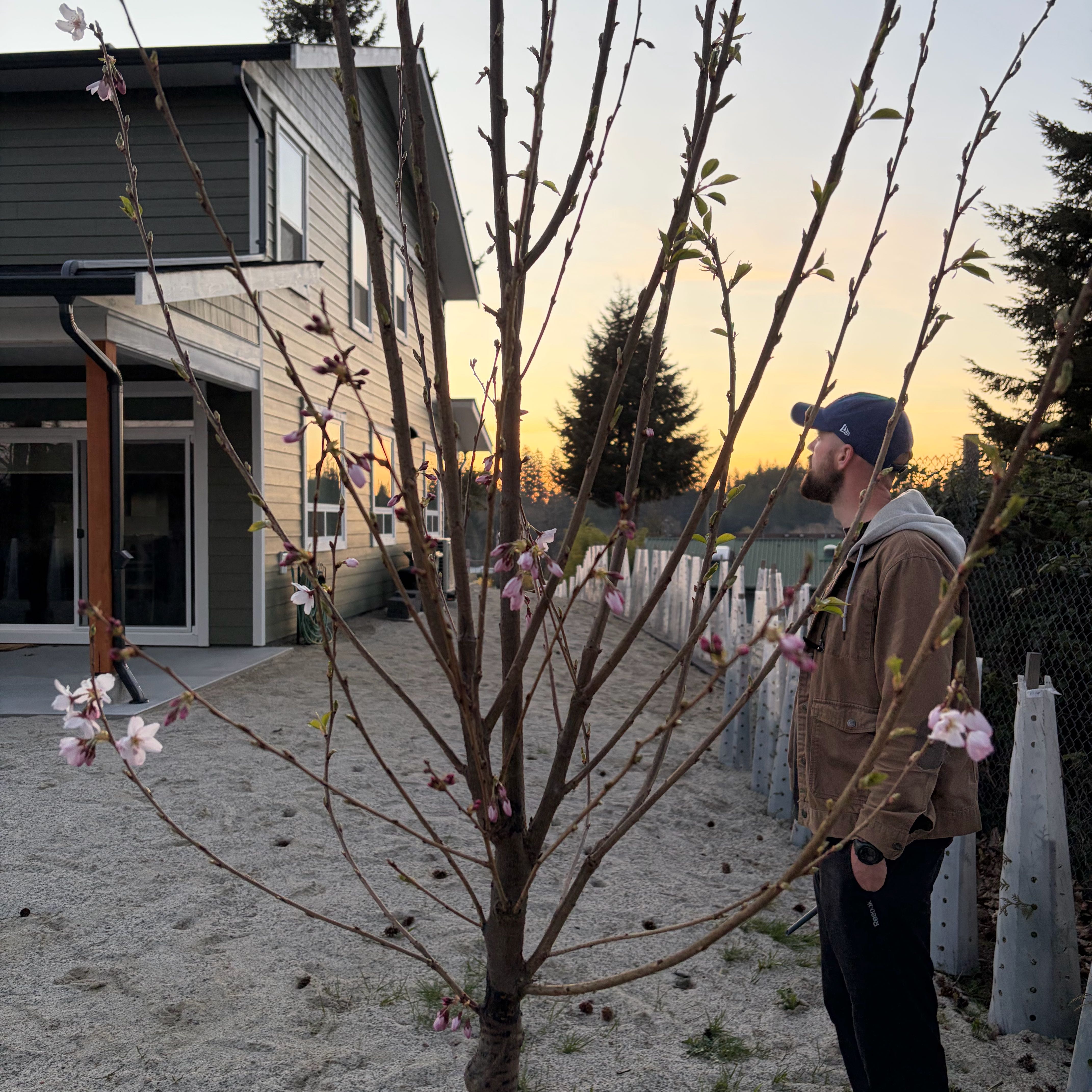 Photo of the plant species Akebono Cherry by @FabBetel11 named Sakura on Greg, the plant care app