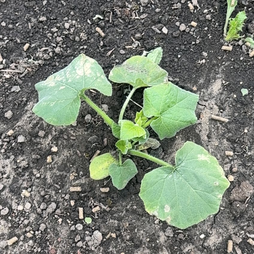 Photo of the plant species Summer Squash by @ProBeans87 named Dolores on Greg, the plant care app