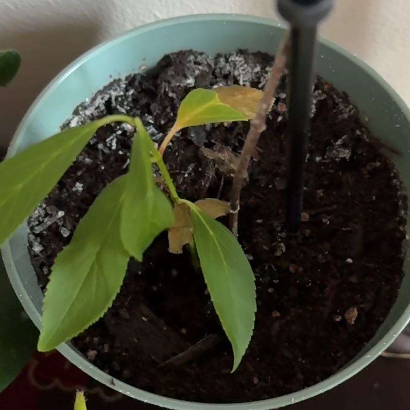 Photo of the plant species Border Forsythia by @TryFanmoss53 named Bieber on Greg, the plant care app