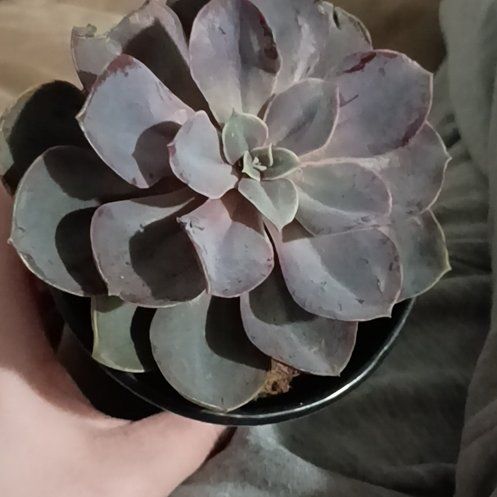 Photo of the plant species Echeveria Red Skye by @HotDigitfern56 named Plato on Greg, the plant care app