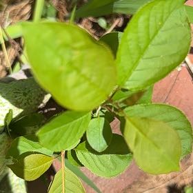 Photo of the plant species Bitterberry by @SoaringBacopa31 named Cleopatra on Greg, the plant care app