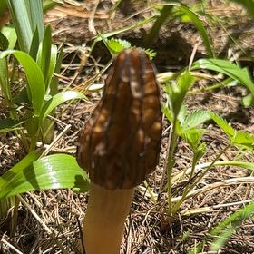 Photo of the plant species Field Horsetail by @SoaringBacopa31 named ChloroPhil on Greg, the plant care app