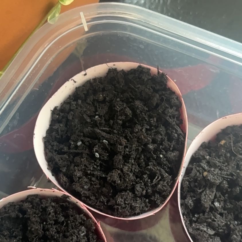 Photo of the plant species Dark Opal Basil by @leafgremlin named Elle on Greg, the plant care app