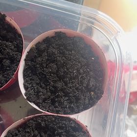 Photo of the plant species Greek Oregano by @leafgremlin named Diana on Greg, the plant care app