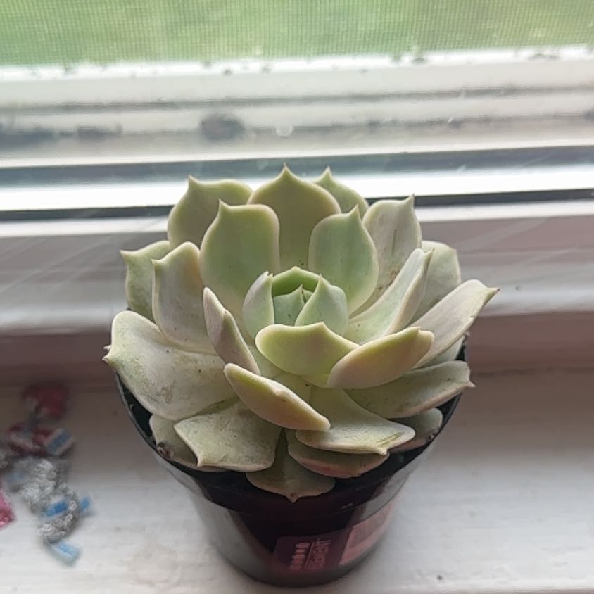 Photo of the plant species Echeveria Hybrid by @leafgremlin named Sonora on Greg, the plant care app