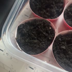 Photo of the plant species Hopi Black Dye Sunflower by @leafgremlin named McKinley on Greg, the plant care app