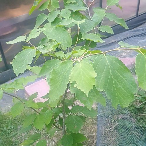 Photo of the plant species Common Witch Hazel by @WormWarriorFarm named Spike Leaves on Greg, the plant care app