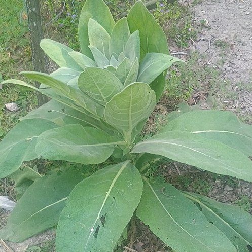 Photo of the plant species Mullein by @WormWarriorFarm named Bigleef Smalls on Greg, the plant care app