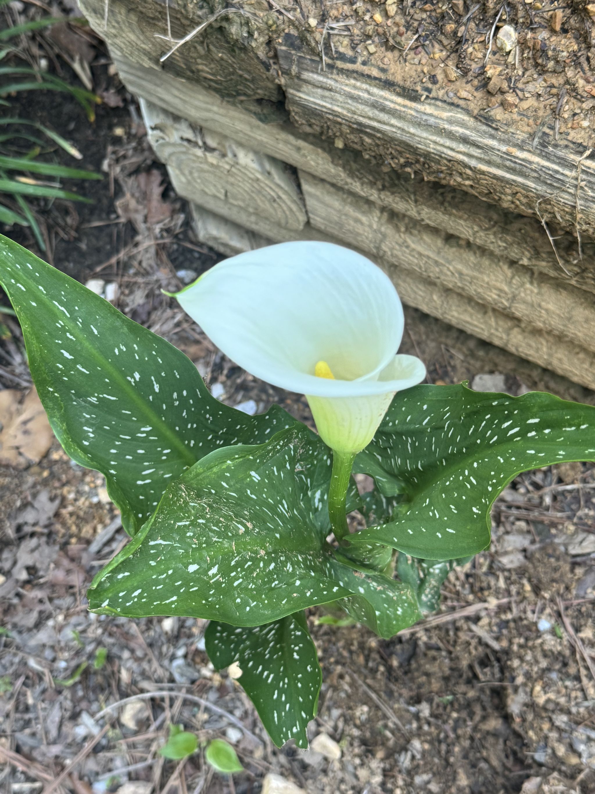 Photo from the post