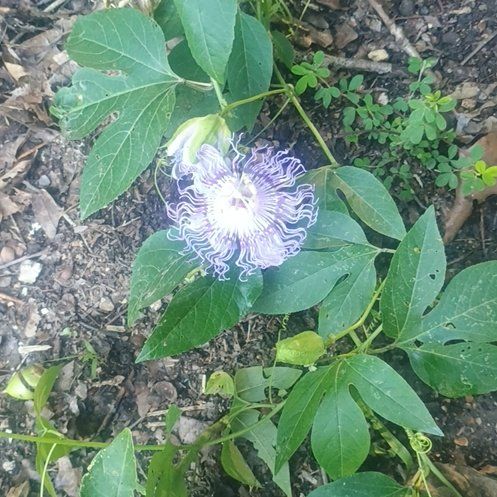 Photo of the plant species Passion Fruit by @WormWarriorFarm named Demi on Greg, the plant care app