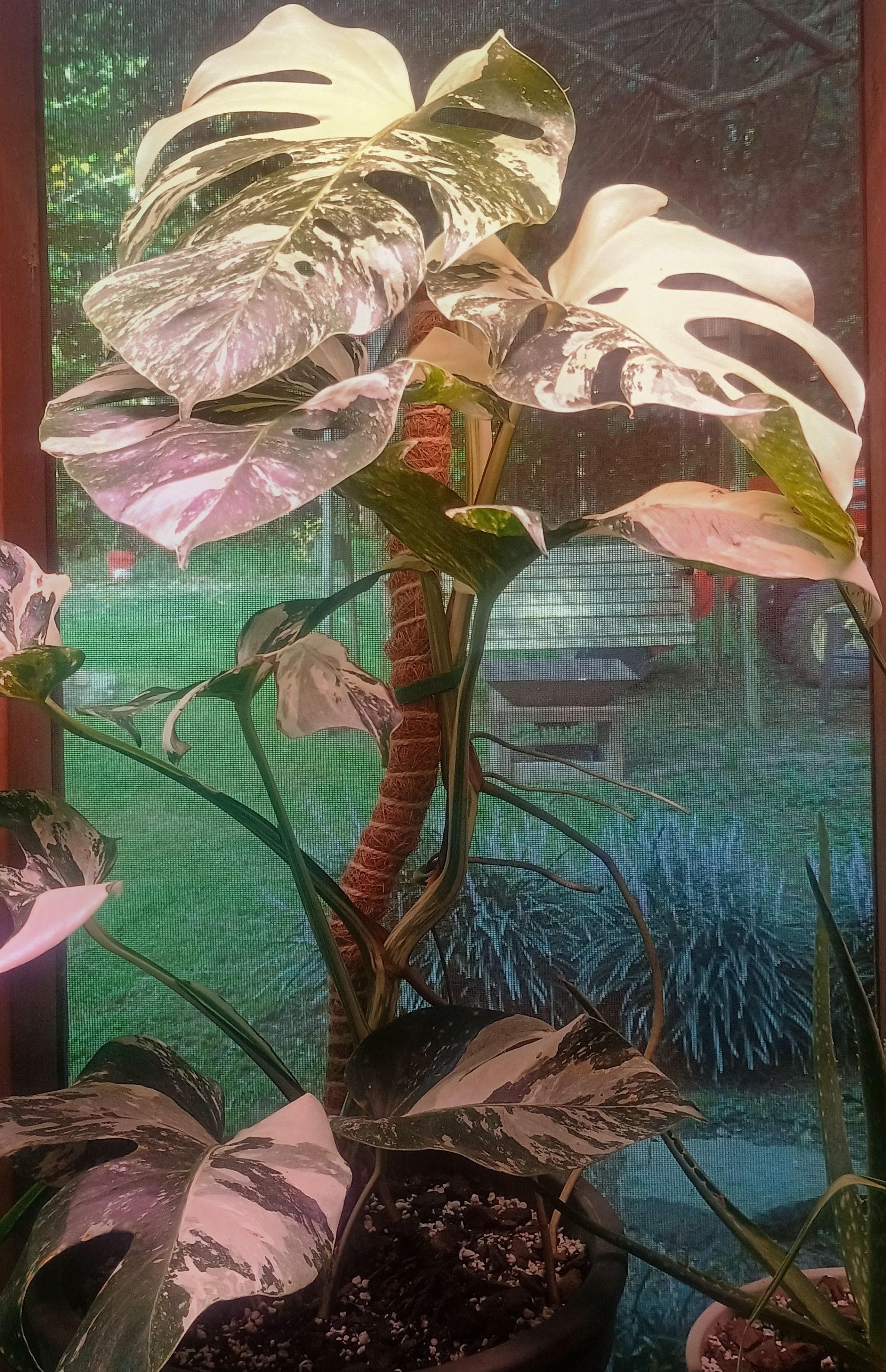 Photo from the post