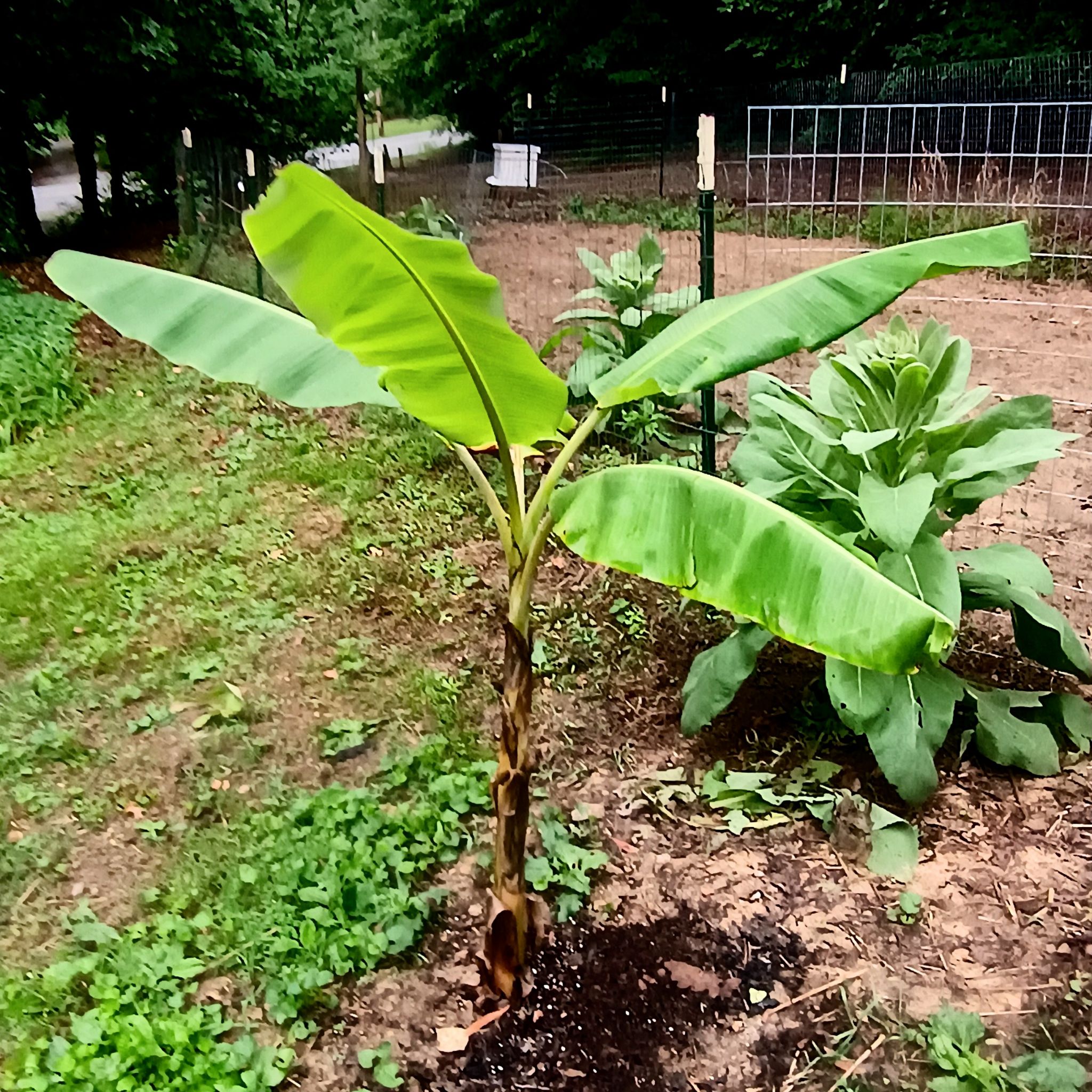 Photo of the plant species Blue Java Banana Tree by @WormWarriorFarm named TreeYoncae on Greg, the plant care app