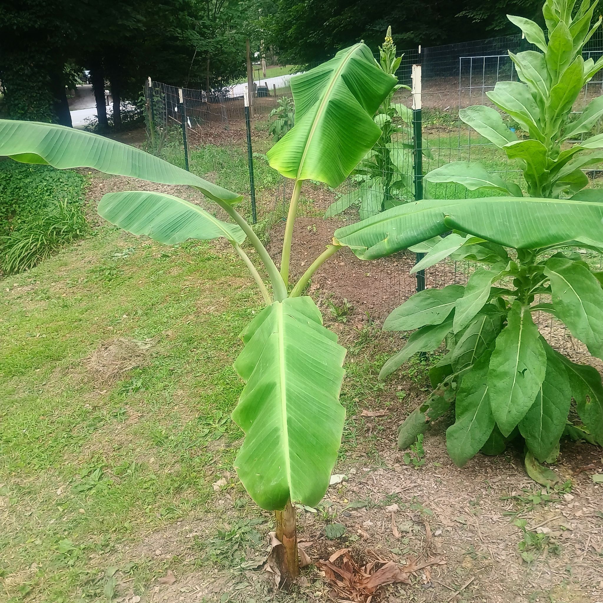 Photo of the plant species Blue Java Banana Tree by @WormWarriorFarm named TreeYoncae on Greg, the plant care app