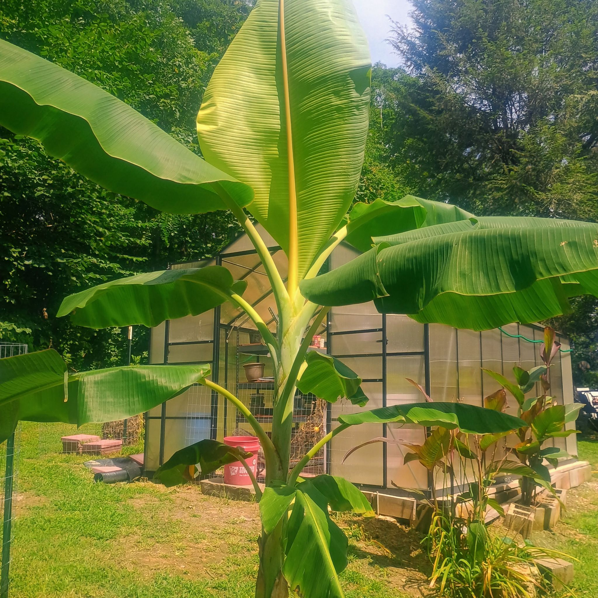 Photo of the plant species Blue Java Banana Tree by @WormWarriorFarm named TreeYoncae on Greg, the plant care app