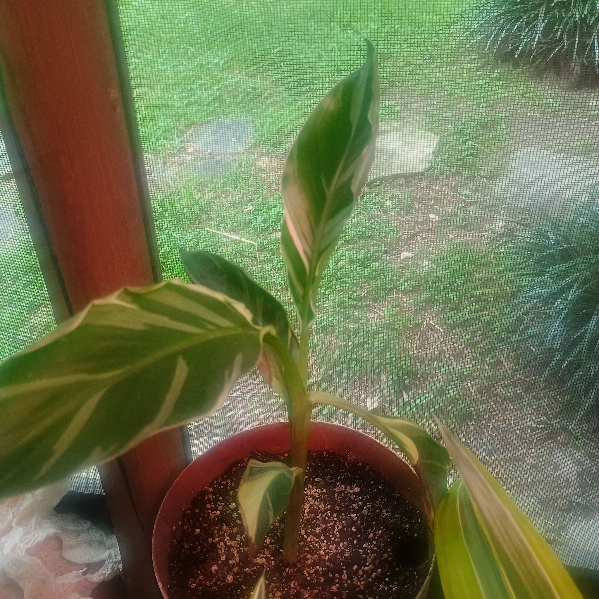 Photo of the plant species Pink Variegated Banana by @WormWarriorFarm named Pinky Musa on Greg, the plant care app