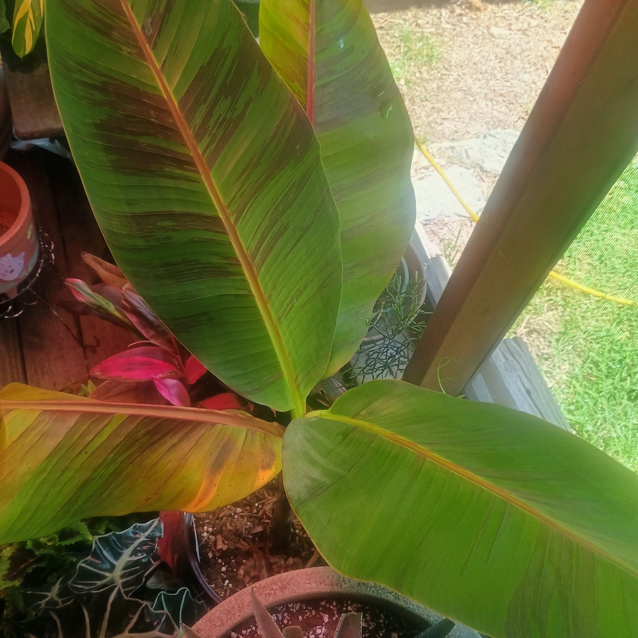 Photo of the plant species Musa Red Tiger Banana Tree by @WormWarriorFarm named Mochi on Greg, the plant care app