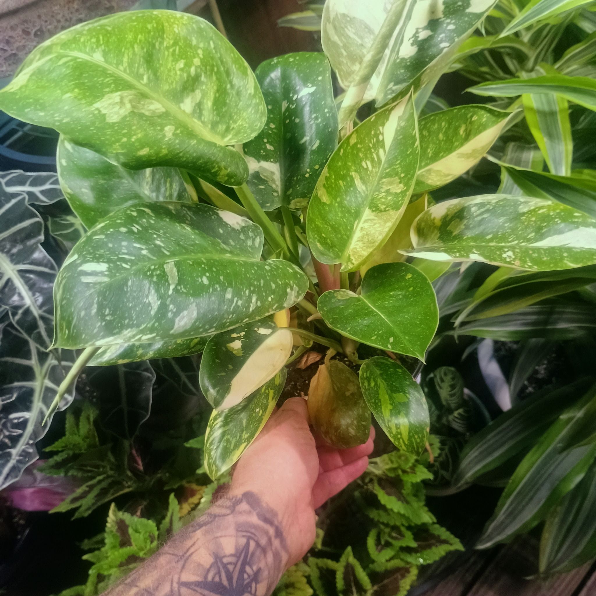 Photo of the plant species Green Congo by @WormWarriorFarm named Diana on Greg, the plant care app