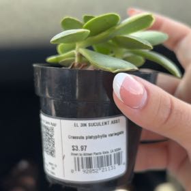 Photo of the plant species Pink Jade by @WinSunburst22 named Emerald jade green ball on Greg, the plant care app