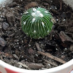 Photo of the plant species Echinofossulocactus Phyllacanthus v. Violaciflora by @ZingyGasplant3 named Sonora on Greg, the plant care app