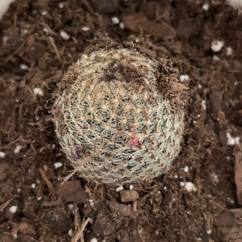 Photo of the plant species Wave Cactus by @ZingyGasplant3 named Bell on Greg, the plant care app