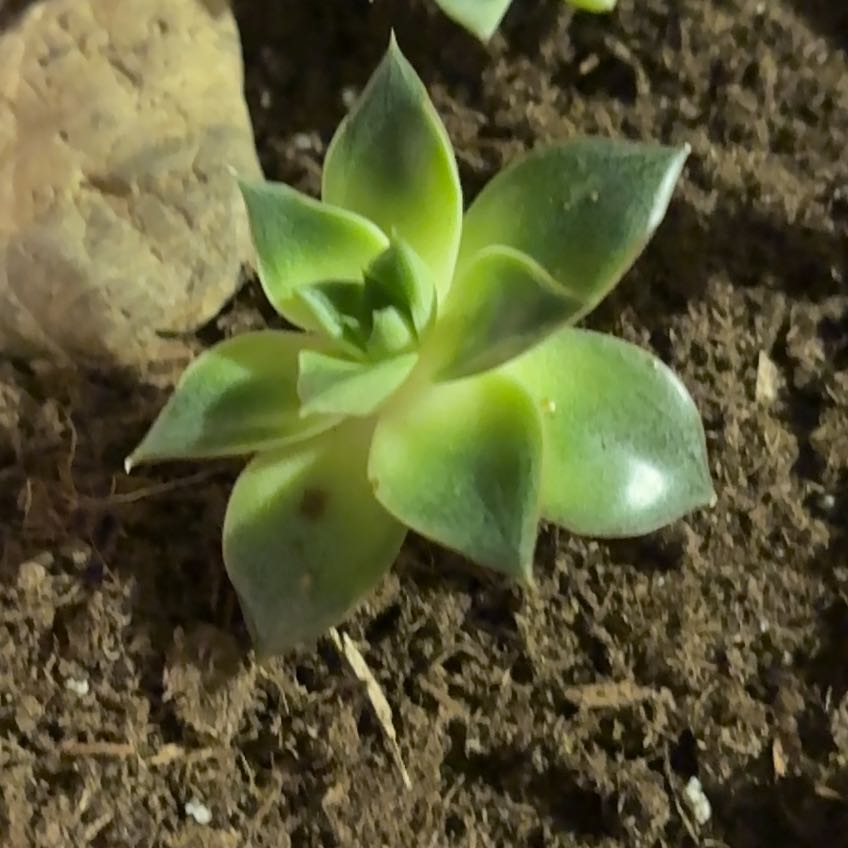 Photo of the plant species San Gabriel River Dudleya by @DearCorkelm34 named Messi on Greg, the plant care app