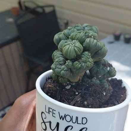 Photo of the plant species Ming Thing Cactus by @BlamelessCat57 named Bodhi on Greg, the plant care app