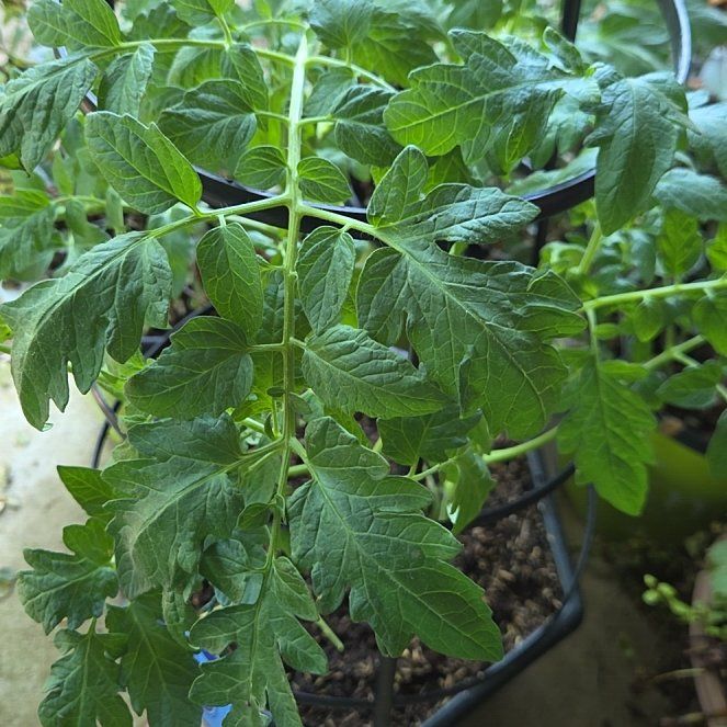 Photo of the plant species Tomato 'Carmello' by @MusicalKale36 named Stella on Greg, the plant care app