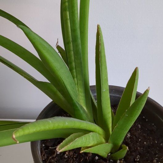 Photo of the plant species Birds Nest Snake Plant by @GallantJade16 named Dolores on Greg, the plant care app