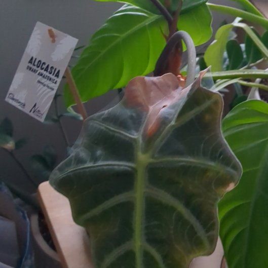 Photo of the plant species African Mask by @GallantJade16 named Alocasia 'African Mask' on Greg, the plant care app