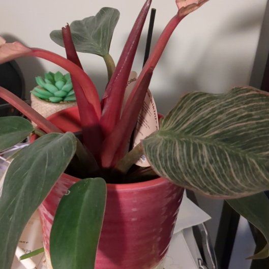 Photo of the plant species Variegated philodendron Pink micans by @GallantJade16 named Luna on Greg, the plant care app