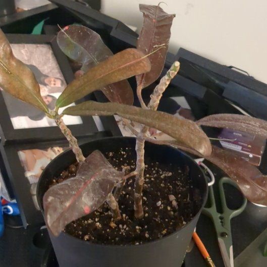 Photo of the plant species Croton Curly Boy by @GallantJade16 named Croton 'Curly Boy' on Greg, the plant care app