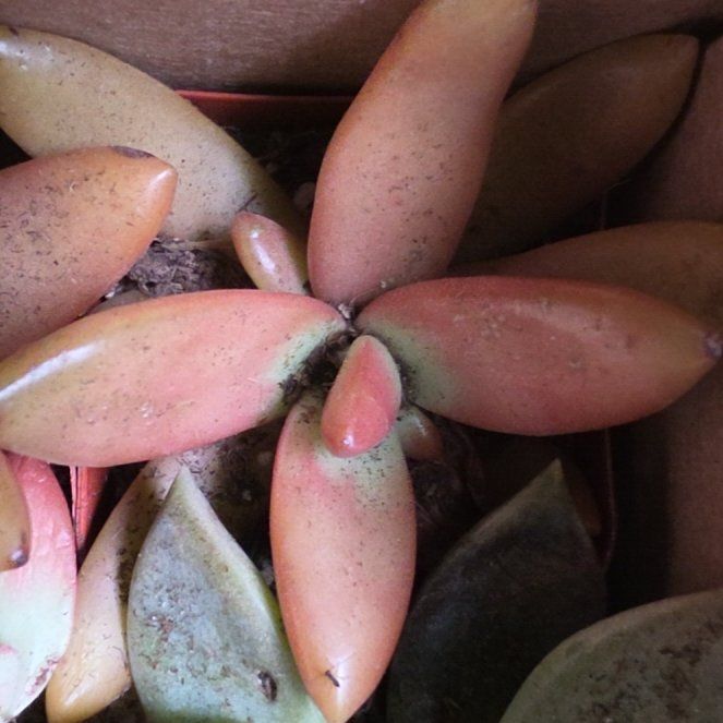Photo of the plant species Small Red Carpet by @CivicJonquil2 named Navajo on Greg, the plant care app