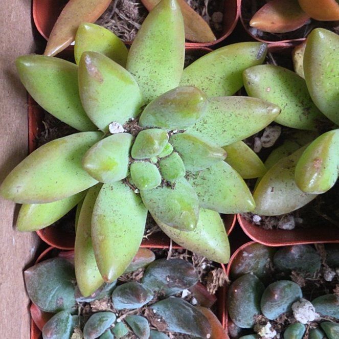 Photo of the plant species Bluff Lettuce by @CivicJonquil2 named Harmony on Greg, the plant care app