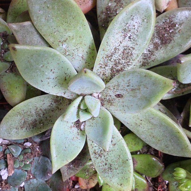 Photo of the plant species Bluff Lettuce by @CivicJonquil2 named Willow on Greg, the plant care app