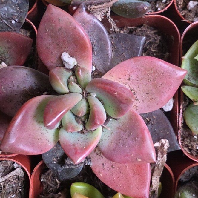 Photo of the plant species San Gabriel River Dudleya by @CivicJonquil2 named Ulysses S Plant on Greg, the plant care app
