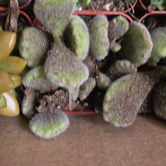 Photo of the plant species Navelwort by @CivicJonquil2 named Sir Plancelot on Greg, the plant care app