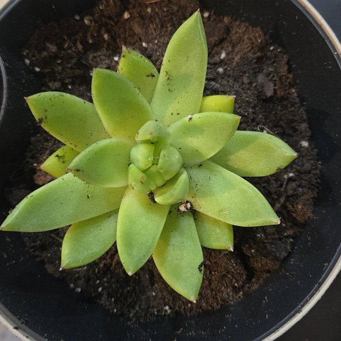 Photo of the plant species Echeveria 'Miranda' by @BrainyChards46 named Suna on Greg, the plant care app