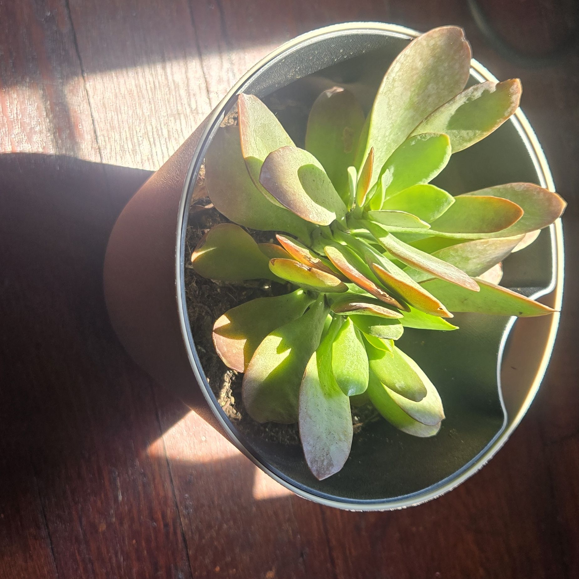 Photo of the plant species Kalanchoe 'Little Dragon' by @BrainyChards46 named Nuri on Greg, the plant care app