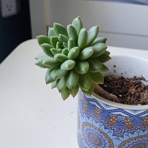 Photo of the plant species Crested Chrissy N Ryan by @doobles named Sal on Greg, the plant care app