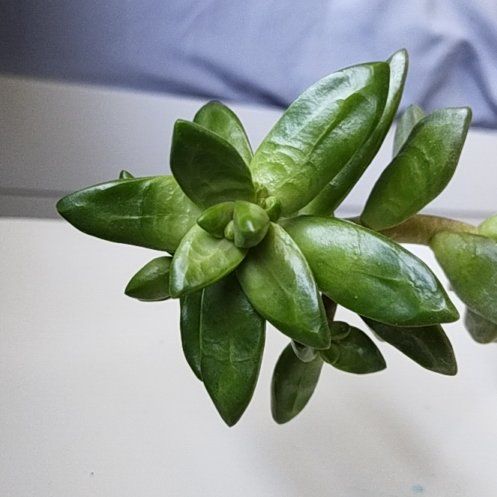 Photo of the plant species Coppertone Stonecrop by @doobles named Winston on Greg, the plant care app