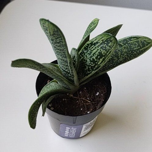 Photo of the plant species Gasteria 'Little Warty' by @doobles named Remy on Greg, the plant care app