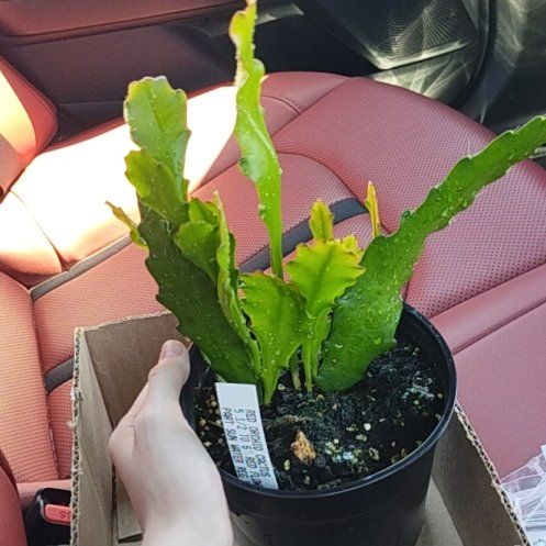 Photo of the plant species Orchid Cactus by @doobles named Gertrude on Greg, the plant care app