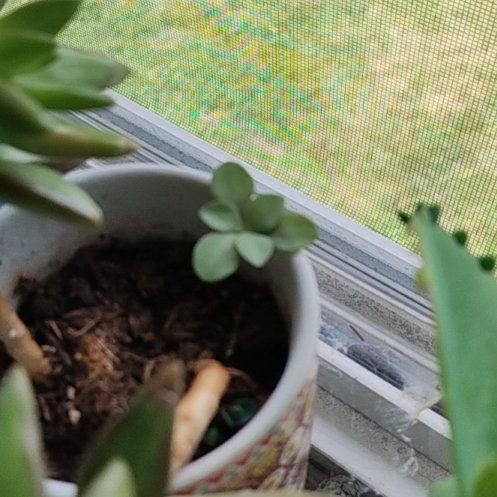 Photo of the plant species Woodland Stonecrop by @doobles named Rosa on Greg, the plant care app